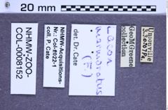 Etiketten zu Lacon marmoratus (NHMW-ZOO-COL-0008152)